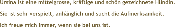  Ursina ist eine mittelgrosse, krftige und schn gezeichnete Hndin. Sie ist sehr verspielt, anhnglich und sucht die Aufmerksamkeit. Ich freue mich immer, wenn sie bei uns ist.