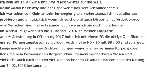 Ich kam am 16.01.2016 mit 7 Wurfgeschwister auf die Welt. Meine Mama ist Enschy und der Papa war  Kay vom SchwandendrfliIch war schon von Klein an sehr lernbegierig wie meine Mama. Ich muss alles aus- probieren und bin glcklich wenn ich geistig und auch krperlich gefordert werde.  Alle Menschen sind meine Freunde, auch wenn ich sie noch nicht kenne. Im Wachstum gewann ich die Klubschau 2016  in meiner Kategorie. An der Ausstellung in Offenburg 2017 holte ich mit einem SG die ntige Qualfikation  um zur Krung zugelassen zu werden. Auch meine HD / ED mit BB / 00 sind sehr gut. Lange machte sich meine Zchterin Sorgen wegen meiner geringen Krpergrsse. Dank meinem harmonischen Krperaufbau, meinem wunderbaren Wesen und vielleicht auch dank meinen viel versprechenden Gesundheitsdaten habe ich Krung am 24.03.2018 bestanden.