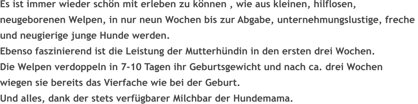 Es ist immer wieder schn mit erleben zu knnen , wie aus kleinen, hilflosen,  neugeborenen Welpen, in nur neun Wochen bis zur Abgabe, unternehmungslustige, freche  und neugierige junge Hunde werden. Ebenso faszinierend ist die Leistung der Mutterhndin in den ersten drei Wochen. Die Welpen verdoppeln in 7-10 Tagen ihr Geburtsgewicht und nach ca. drei Wochen wiegen sie bereits das Vierfache wie bei der Geburt. Und alles, dank der stets verfgbarer Milchbar der Hundemama.