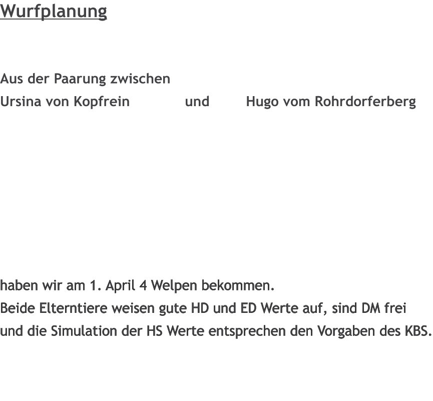 Wurfplanung   Aus der Paarung zwischen  Ursina von Kopfrein             und     	Hugo vom Rohrdorferberg 						          haben wir am 1. April 4 Welpen bekommen. Beide Elterntiere weisen gute HD und ED Werte auf, sind DM frei und die Simulation der HS Werte entsprechen den Vorgaben des KBS.