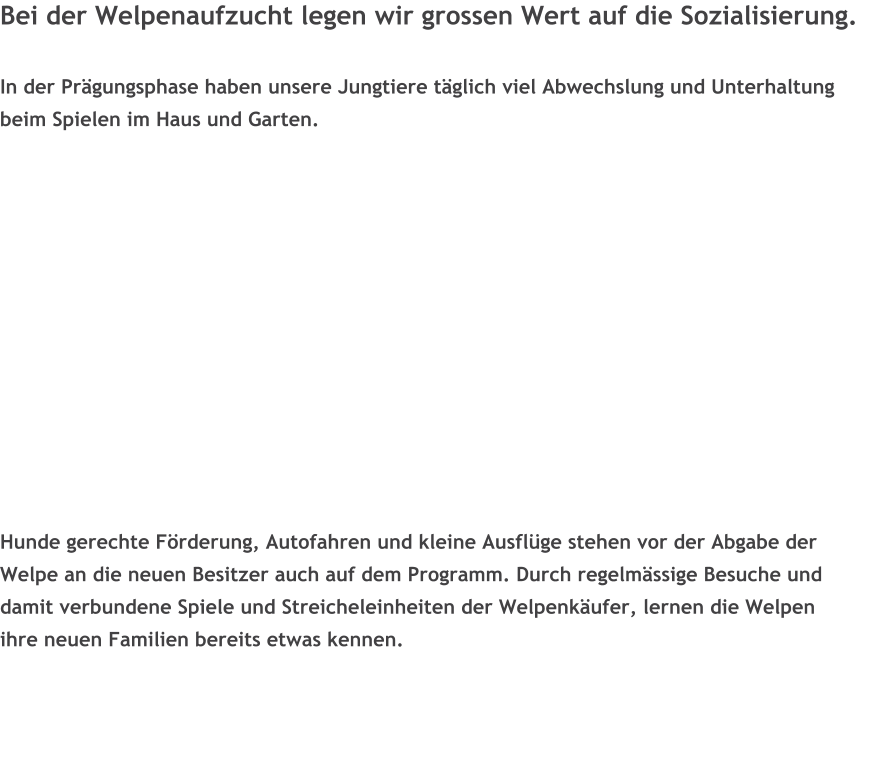Bei der Welpenaufzucht legen wir grossen Wert auf die Sozialisierung.  In der Prgungsphase haben unsere Jungtiere tglich viel Abwechslung und Unterhaltung beim Spielen im Haus und Garten.             Hunde gerechte Frderung, Autofahren und kleine Ausflge stehen vor der Abgabe der  Welpe an die neuen Besitzer auch auf dem Programm. Durch regelmssige Besuche und  damit verbundene Spiele und Streicheleinheiten der Welpenkufer, lernen die Welpen  ihre neuen Familien bereits etwas kennen.
